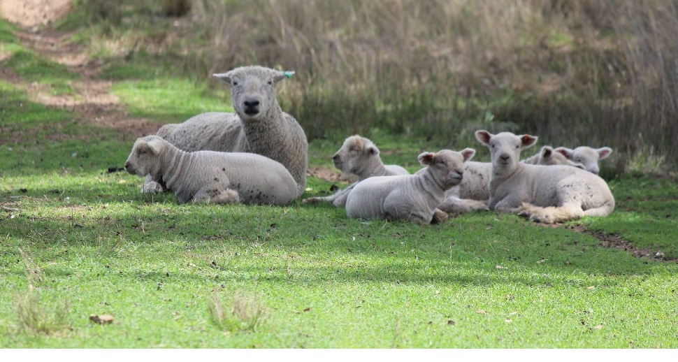 A group of Judy's Southdown ewes and lambs