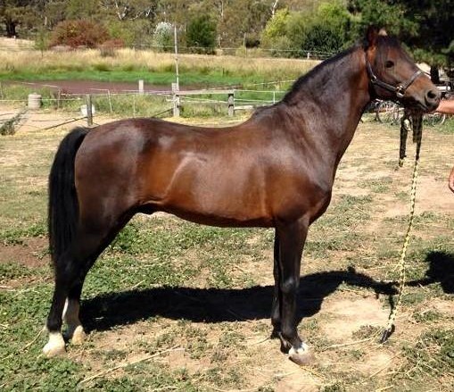 Horses Hackney Pony Rare Breeds Trust Of Australia Tidyhq