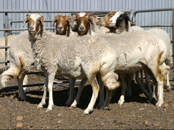 https://rarebreedstrustofaustralia.tidyhq.com/public/storage/f/8ef6e635cd07ba150e45afff05a554d1/Namaqua-Afrikaner-Sheep.jpg