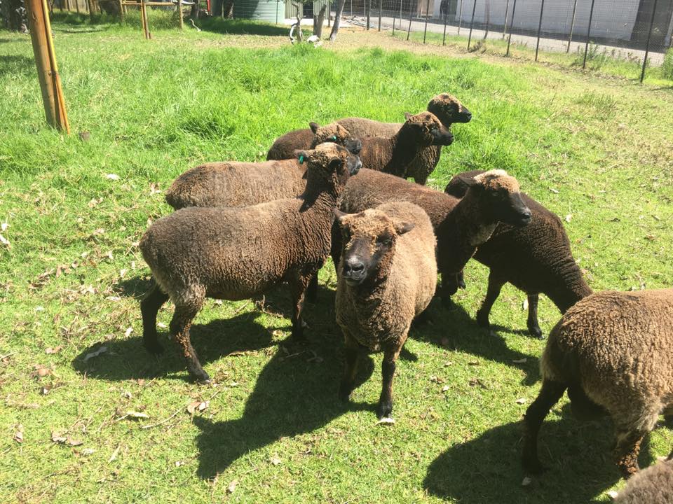 Sheep : ARAPAWA | RARE BREEDS OF AUSTRALIA | TidyHQ